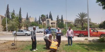 بدء زراعة 3500 شجره مُثمرة بأحياء مدينة الشروق