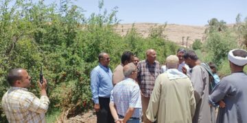 مزارعي الرمان