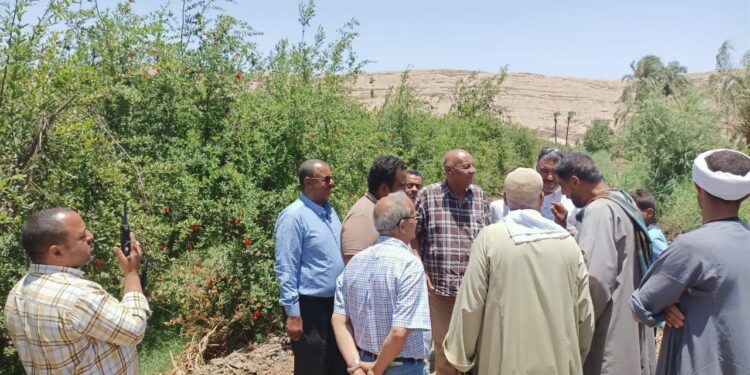 مزارعي الرمان