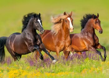 برنامج تكاثر الخيول