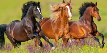 برنامج تكاثر الخيول