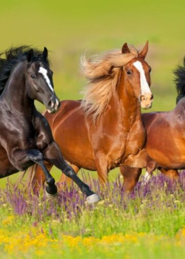 برنامج تكاثر الخيول