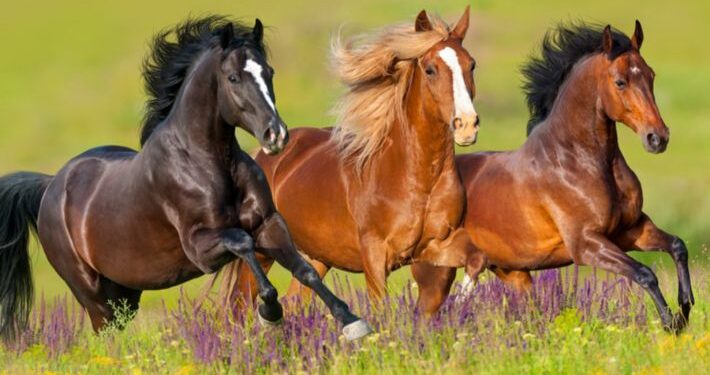 برنامج تكاثر الخيول